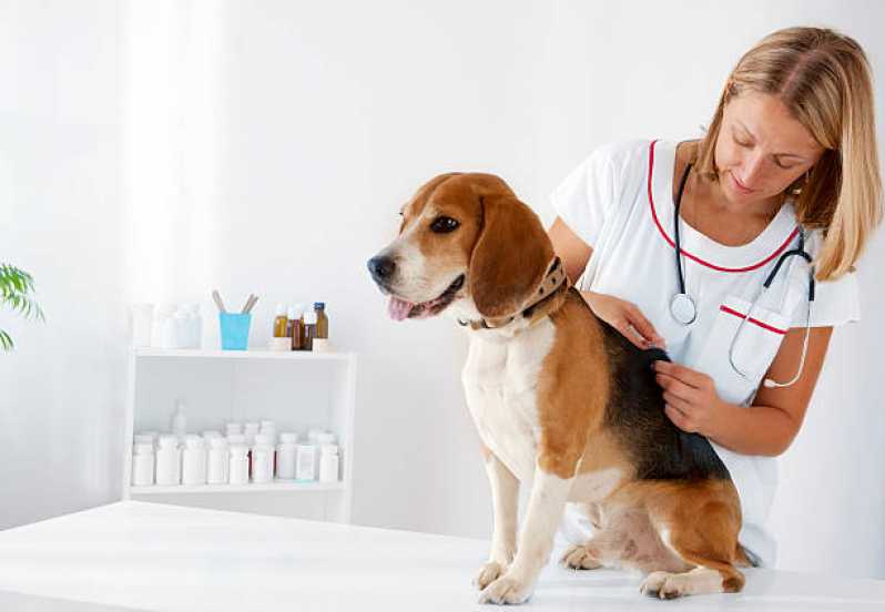 Aplicação de Vacina Antirrábica Animal Vila Ipe - Vacina de Gripe para Cachorro