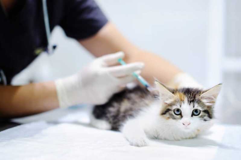 Aplicação de Vacina de Giárdia Parque dos Carmargos - Vacina de Raiva para Gatos