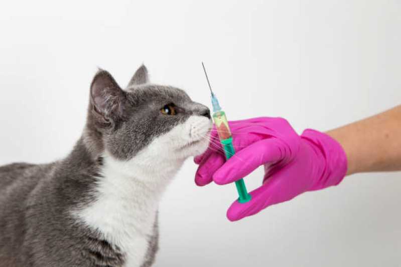 Aplicação de Vacina de Raiva para Gatos Morada do Sol - Vacina para Filhote de Gato