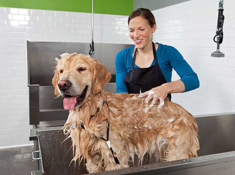 Banho e Tosa para Cachorro Agendar Jardim Velho Sanzar - Banho e Tosa para Pet