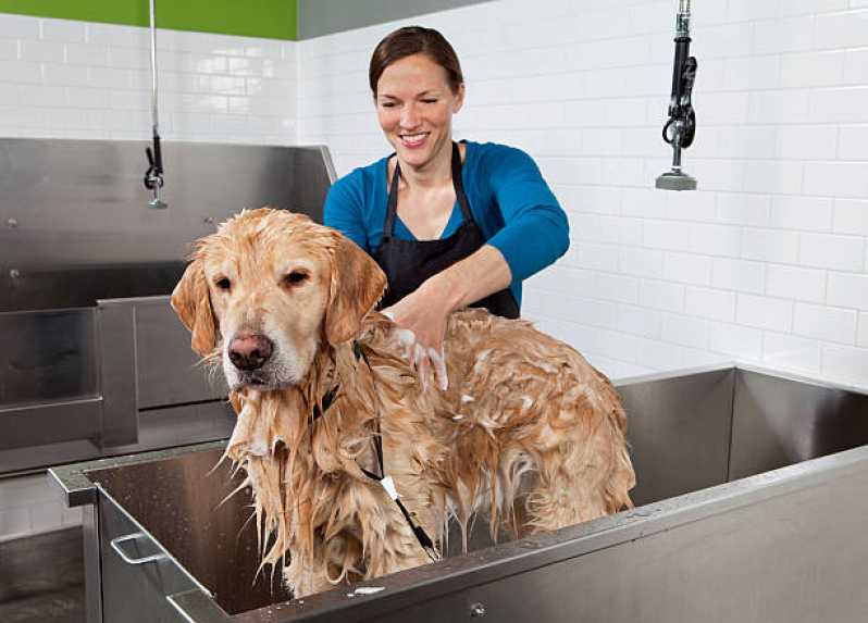 Banho e Tosa para Cachorro Jardim Taboão - Pet Shop Perto de Mim Banho e Tosa
