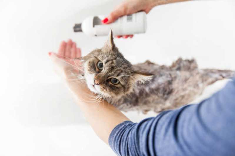Banho e Tosa para Gato Jardim Tupã - Pet Shop Perto de Mim Banho e Tosa