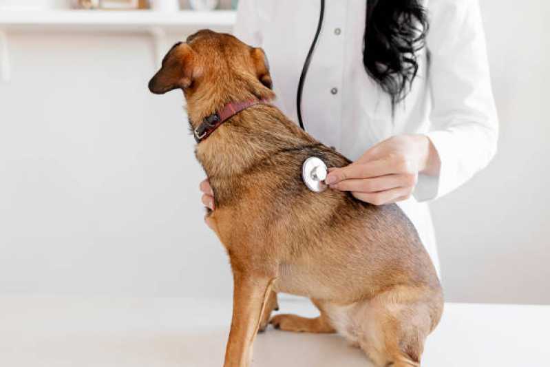 Cardiologista Animal Outeiro - Cardiologista para Cachorro de Pequeno Porte