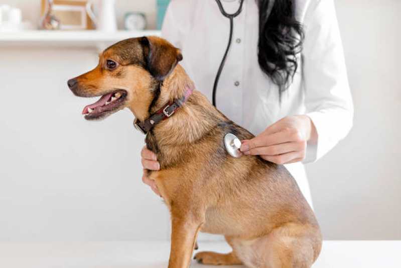 Cardiologista de Animais Agendar Jardim America - Cardiologista para Cachorro de Médio Porte
