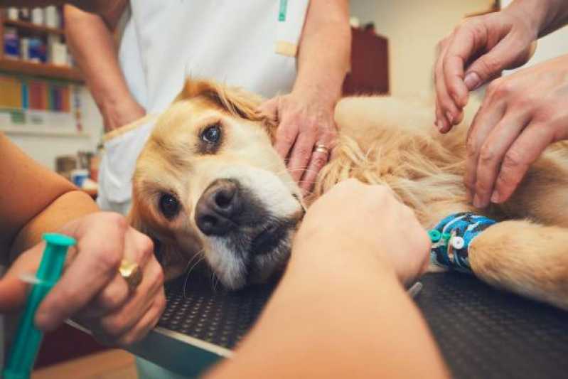 Cirurgia Animal Clínica Parque dos Camargos - Cirurgia para Cachorros de Pequeno Porte