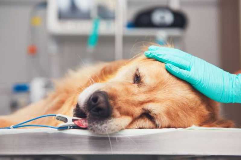 Cirurgia em Animais Clínica Parque das Nações - Cirurgia para Cães e Gatos