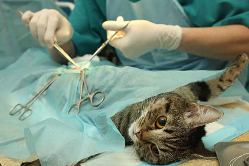 Cirurgia para Gatos Jardim Lucia - Cirurgia em Animais Jandira