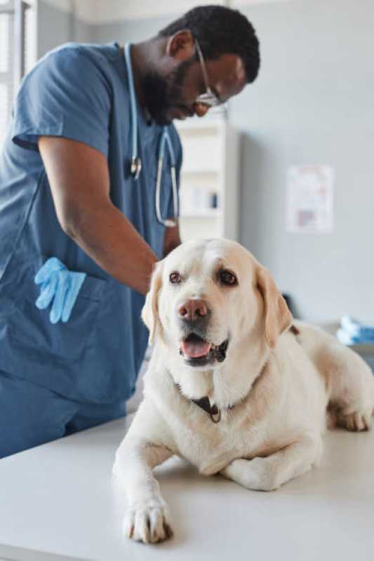 Consulta para Cachorro Agendar Jardim Celeste - Consulta Veterinária para Animais