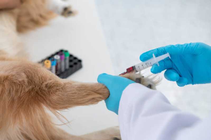 Eletrocardiograma para Cachorro Clínica Jardim Dracena - Exames de Sangue para Cachorro