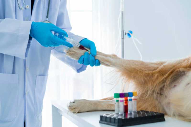 Eletrocardiograma para Cachorro Jardim Maria Rosa - Exames de Sangue para Gato