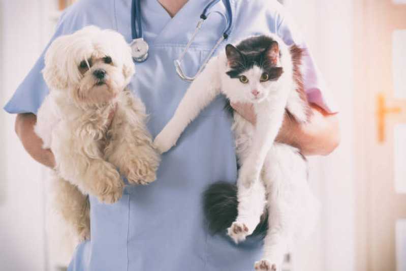 Exames de Sangue para Gato Clínica Parque Santa Tereza - Exames Laboratoriais para Animais Barueri