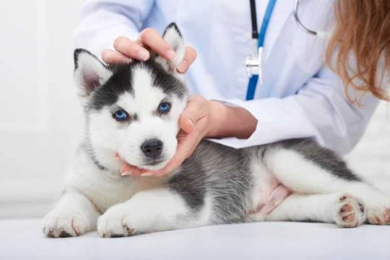 Exames Laboratoriais para Cachorros Jardim Dracena - Exames Laboratoriais para Animais