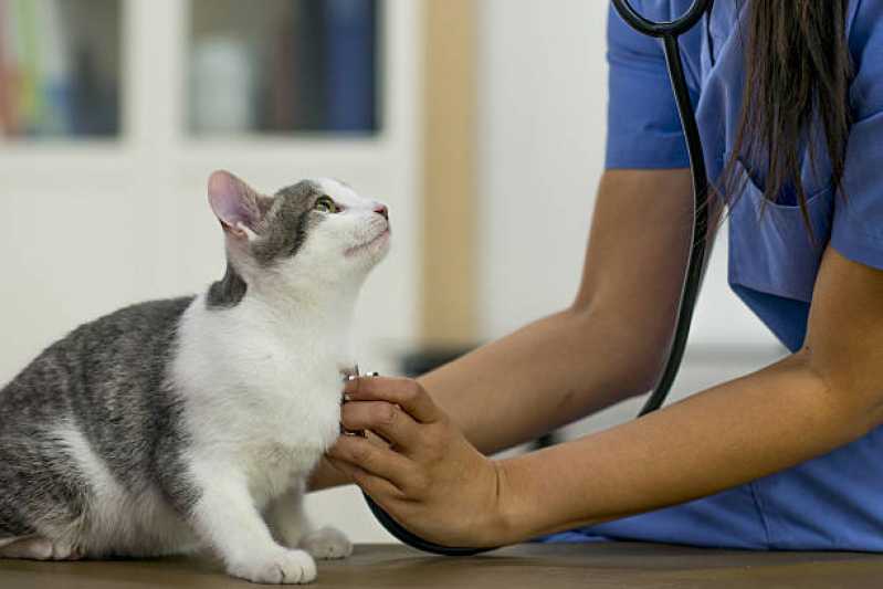 Exames para Animais Clínica Morada do Sol - Exames de Sangue para Gato