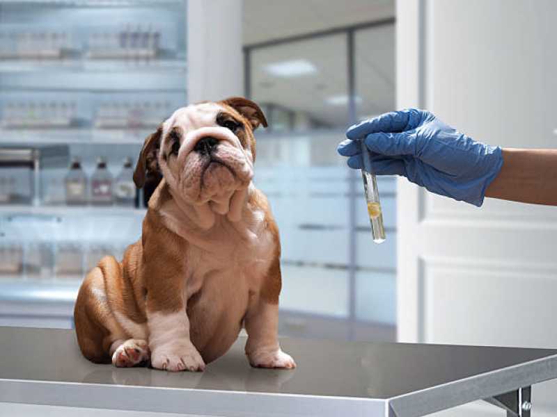 Exames para Animais Jardim Heneide - Exames de Sangue para Cachorro