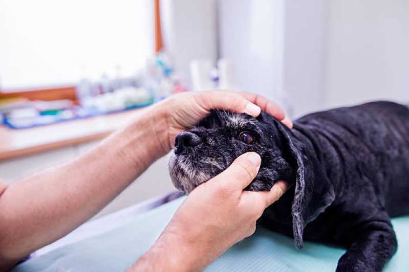 Oftalmologia em Pequenos Animais Telefone Jardim Mase - Oftalmologista para Cães