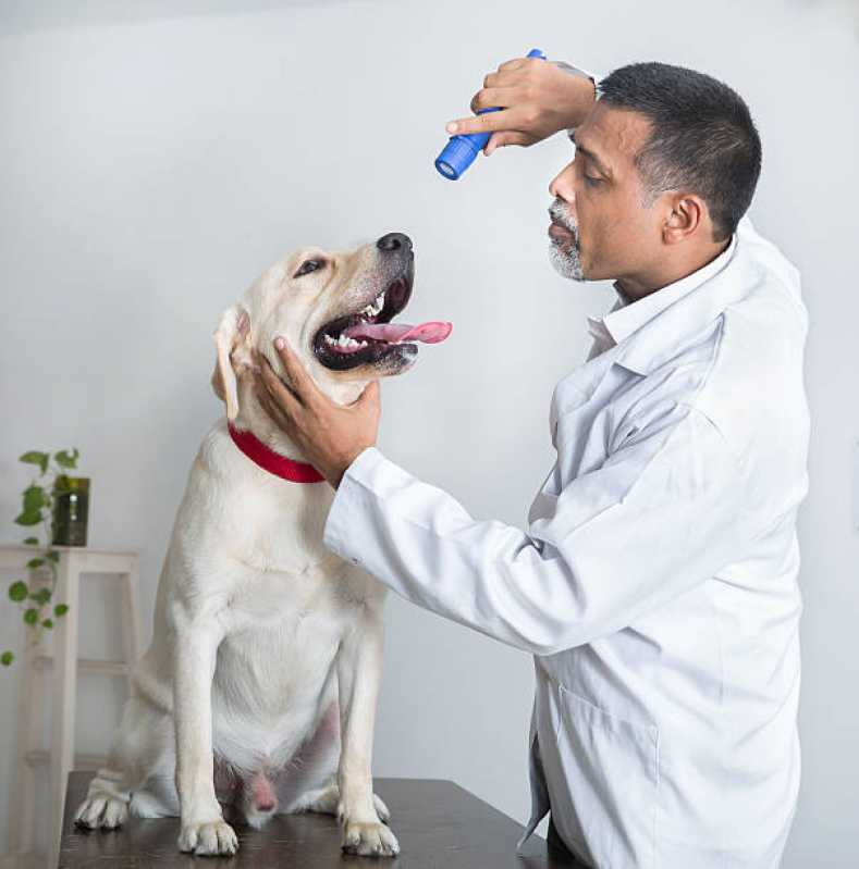 Oftalmologista Especialista em Animais Vila Rolim - Oftalmologista para Cachorros