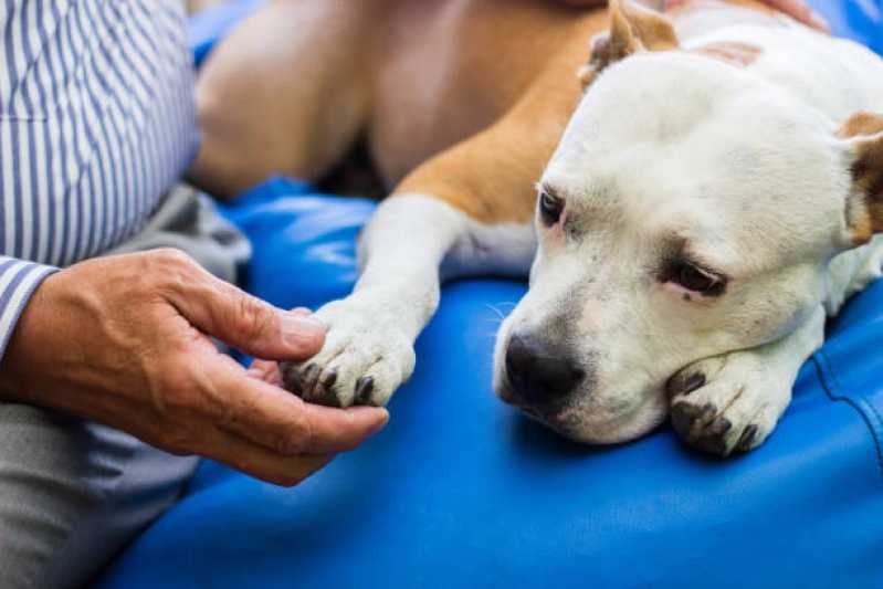 Onde Agendar Cirurgia para Cachorros de Pequeno Porte Jardim Sol Nascente - Cirurgia Animal