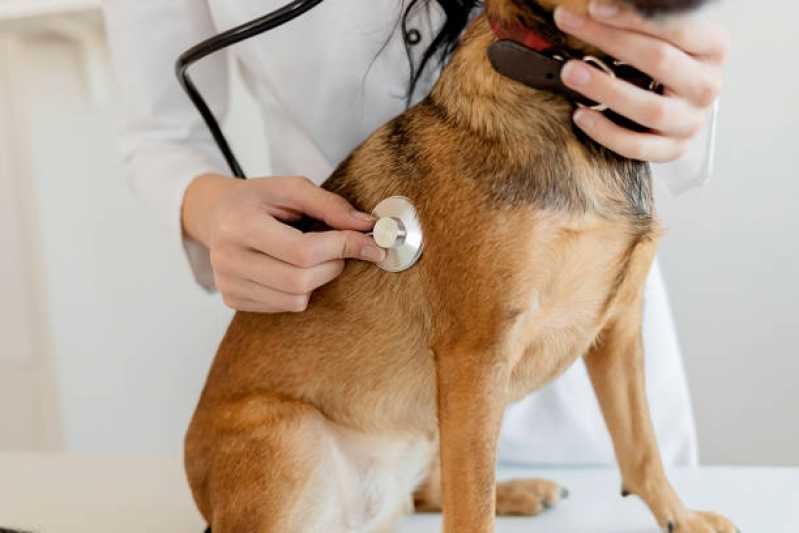 Onde Encontrar Cardiologista de Animais Chácara Peroba CHS Marco - Cardiologista para Cachorro de Pequeno Porte