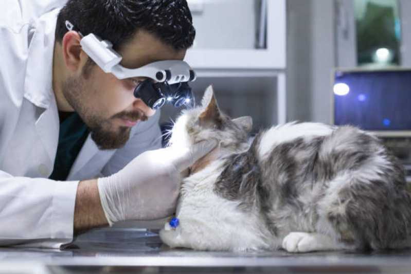 Onde Encontrar Oftalmologia Animal Jardim Camila - Oftalmologista para Gatos