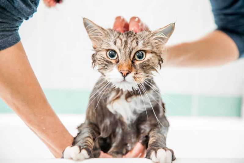 Onde Faz Banho em Gato Pet Shop Vila Olga - Banho e Tosa Próximo a Mim