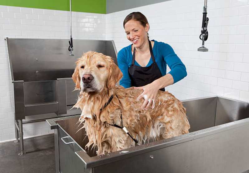 Onde Fazer Banho e Tosa para Cachorro Jardim Silveira - Banho e Tosa para Pet