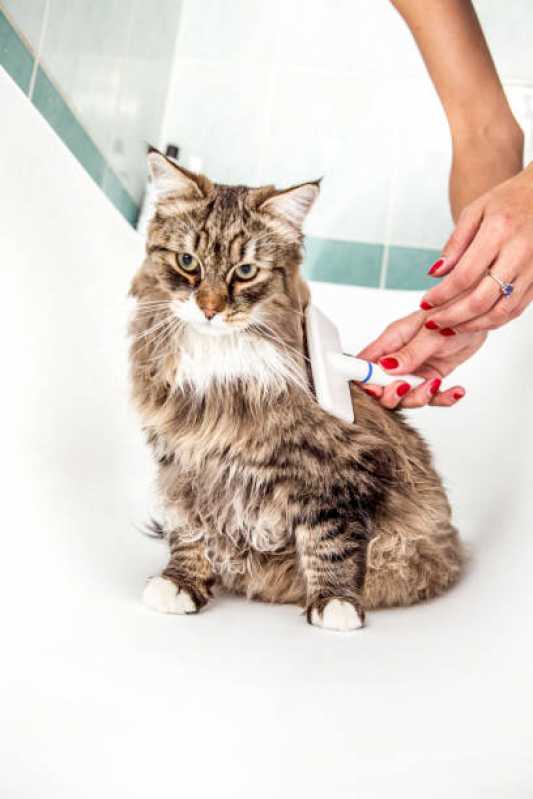 Onde Fazer Banho em Gato Pet Shop Conceição - Banho e Tosa para Gato