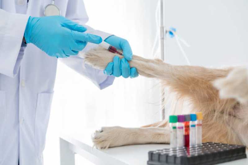 Onde Fazer Eletrocardiograma para Cachorro Jardim Monte Alegre - Exames Laboratoriais para Cachorros