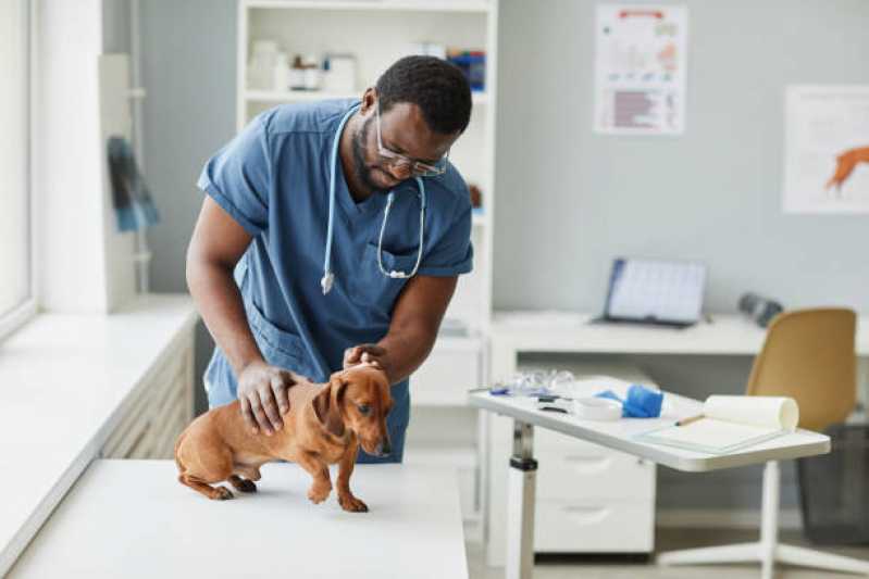 Onde Marcar Consulta Veterinária para Cachorro Educandário - Consulta Veterinária para Animais