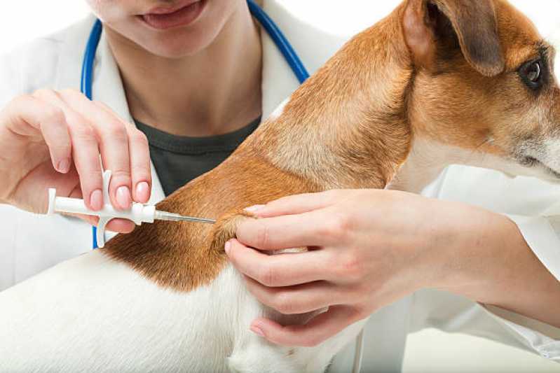 Onde Marcar Vacina Antirrábica Animal Jardim Belmont - Vacina para Cachorro