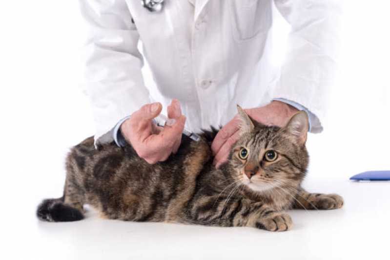 Onde Marcar Vacina de Giárdia Jardim Rubio - Vacina Antirrábica para Gato