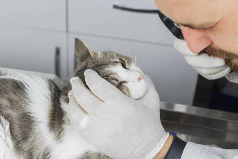 Onde Tem Oftalmologia em Pequenos Animais Jardim America - Oftalmologista para Gatos