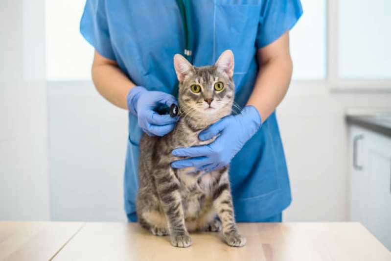 Onde Tem Ortopedia Animal Jardim Esmeralda - Ortopedista para Gatos