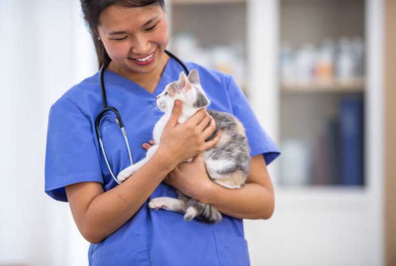 Ortopedia Animal Jardim Alberto - Ortopedista para Gatos