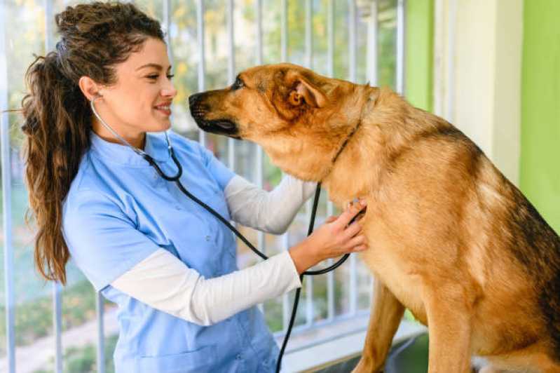 Ortopedista de Cachorro Clínica Vale do Sol - Ortopedia para Cachorro