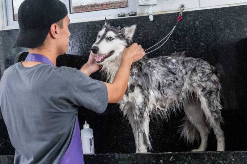 Pet Shop Próximo Outeiro - Pet Shop para Cachorros