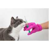 aplicação de vacina de raiva para gatos Morada do Sol