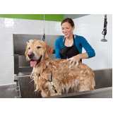 banho e tosa para cachorro agendar Vila Suzana