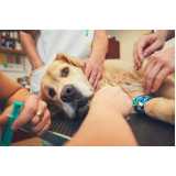 cirurgia para cachorros de pequeno porte clínica Parque dos carmargos