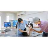 clínica especializada em exames de sangue para cachorro Vila Iracema