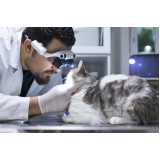 onde encontrar oftalmologista para gatos Vila Olga