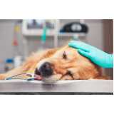 onde faz cirurgia ortopédica em cachorro Recanto Phrynea