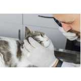 onde tem oftalmologista para gatos Recanto Phrynea
