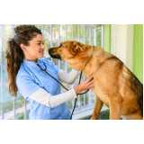ortopedia para cães de grande porte clínica Morada do Sol