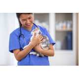 Ortopedia para Cães e Gatos