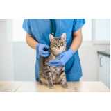 Ortopedista para Gatos
