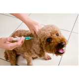 vacina contra raiva em cachorro Parque dos carmargos