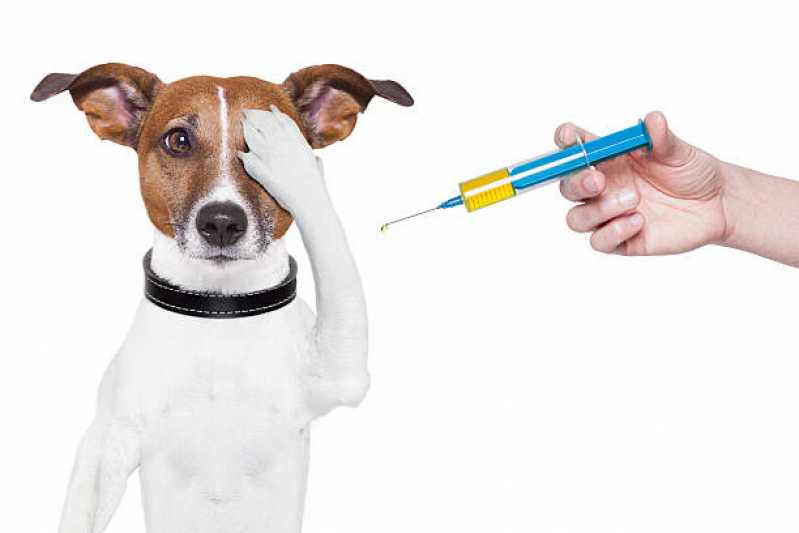 Vacina Antirrábica Animal Clínica Vila Militar - Vacina para Cachorro