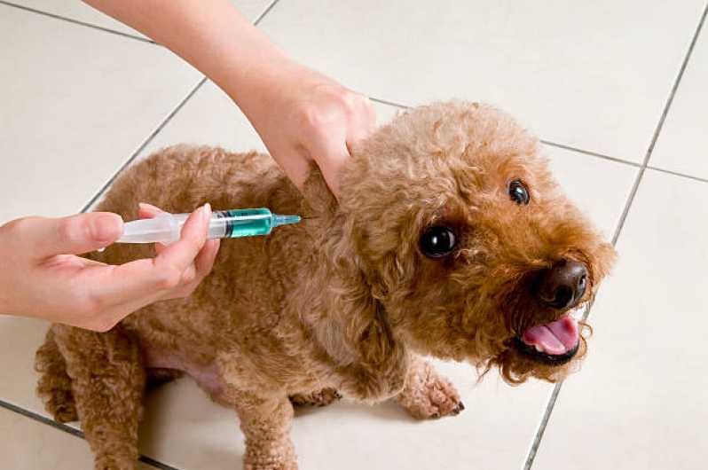 Vacina de Gripe Gato Educandário - Vacina para Cachorro Barueri