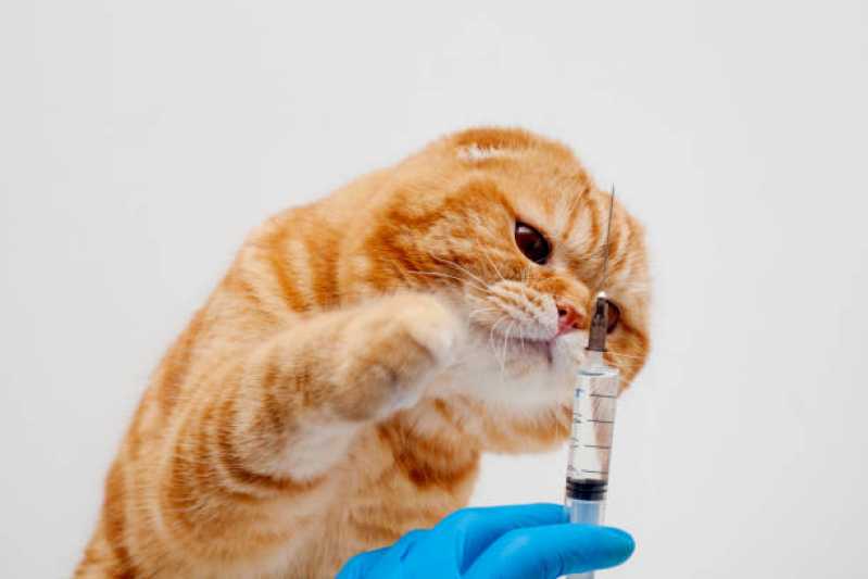 Vacina de Raiva para Gatos Clínica Parque das Nações - Vacina de Raiva Gato