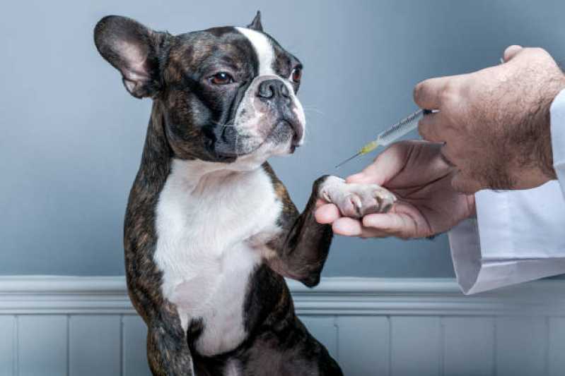Vacina de Raiva para Gatos Vale do Sol - Vacina para Cachorro